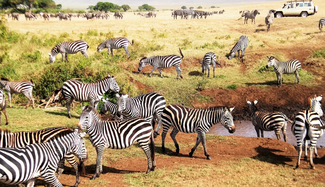 Wildlife